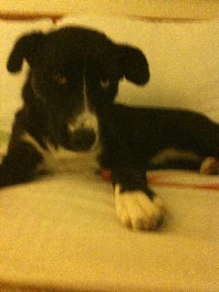 Millie at the La Quinta in Mobile AL IMG_0033.JPG